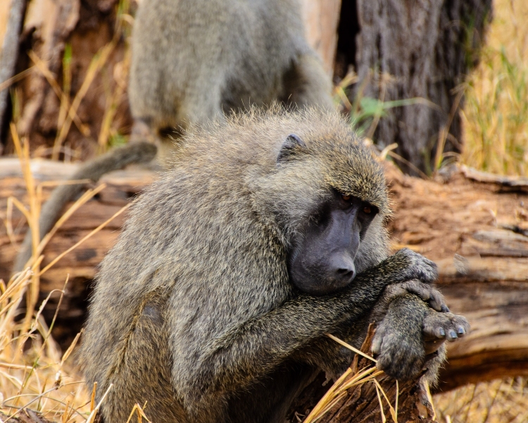 Captured in Tarangire National Park - Tanzania, Africa. Displayed in 8 x 10 Aspect Ratio. Available now in various sizes. Images idea for home office or hotels
