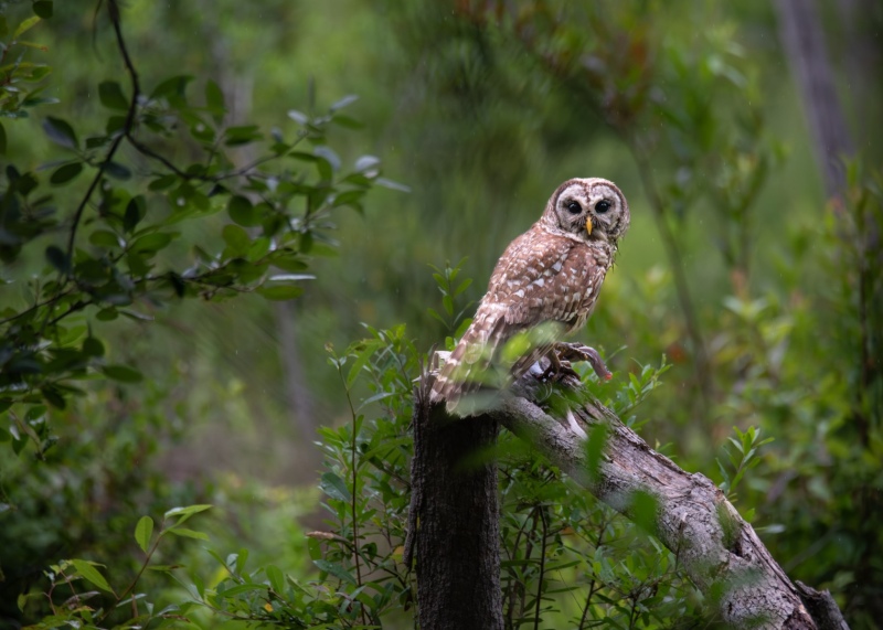 Captured in the Okefenokee Swamp Georgia, United States. Displayed in 5 x 7 Aspect Ratio. Available in various sizes. Images for home office or hotels.