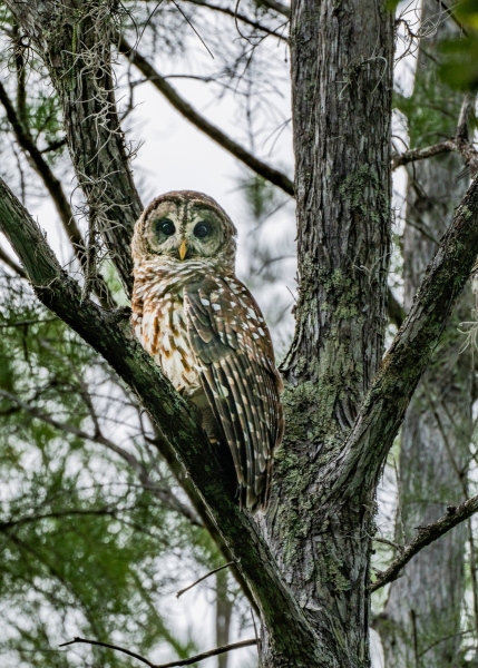Lake Louisa State Park, Florida, United States. Displayed in 5 x 7 Aspect Ratio. Available in various sizes. Images for home, office or hotels.