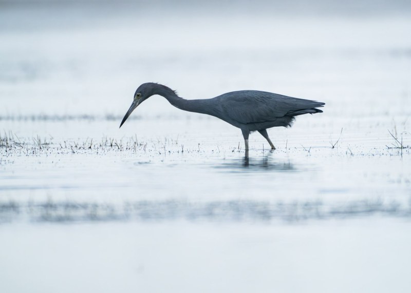 Captured in Everglades National Park, Florida, United States.Displayed in 5 x 7 Aspect Ratio. Available in various sizes. Images for home office or hotels.. Available in various sizes. Images for home office or hotels.. Available in various sizes. Images for home office or hotels.