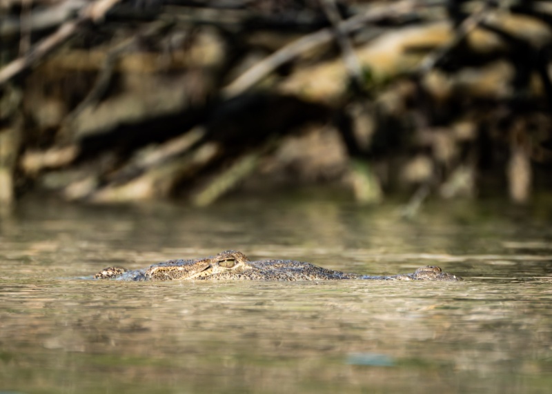 Captured in Everglades National Park, Florida, United States. Displayed in 5 x 7 Aspect Ratio. Available in various sizes. Images for home office or hotels.. Available in various sizes. Images for home office or hotels.