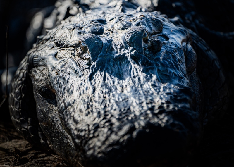 Captured in Kissimmee Praire State Park, Florida, United States. Displayed in 5 x 7 Aspect Ratio. Available in various sizes. Images for home office or hotels.. Available in various sizes. Images for home office or hotels.