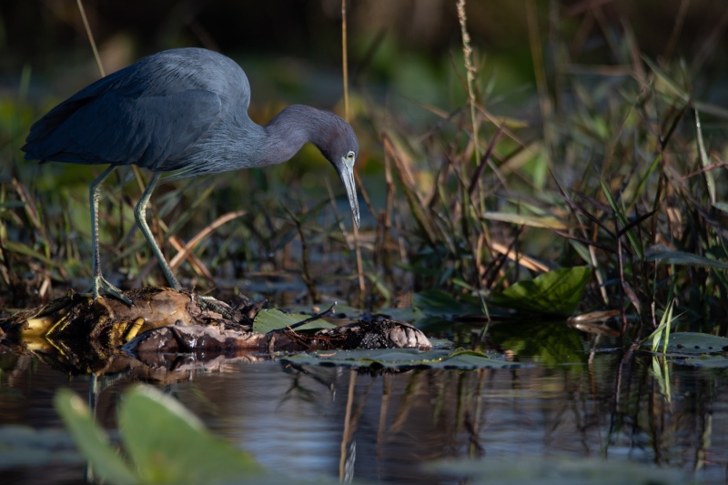 Captured in the Okefenokee Swamp Georgia, United States. Displayed in 4 x 6 Aspect Ratio. Available in various sizes. Images for home office or hotels.