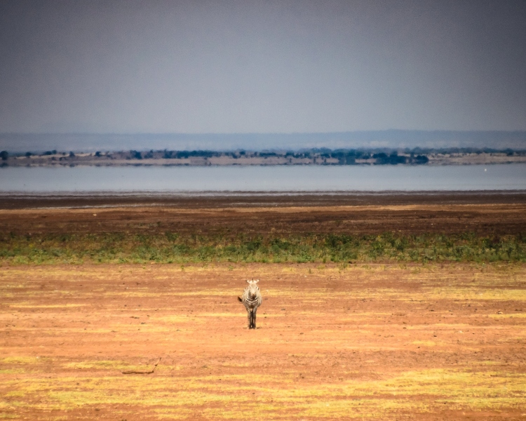 Captured near Lake Manyara, Tanzania, Africa. Displayed in 8 x 10 Aspect Ratio. Images idea for home, office or hotels.