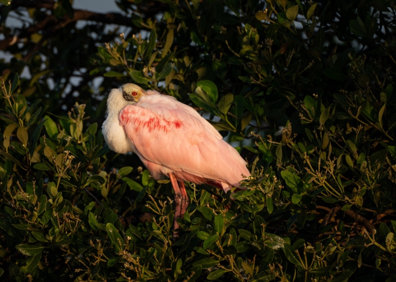 Captured at Howard Park, Tarpon Springs, Florida, United States. Displayed in 5 x 7 Aspect Ratio. Available in various sizes. Images for home office or hotels.. Available in various sizes. Images for home office or hotels.