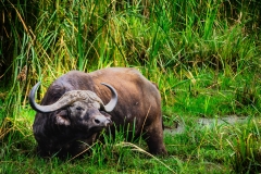 Captured near Lake Manyara, Tanzania, Africa. Displayed in 4 x 6 Aspect Ratio. Available now in various sizes.