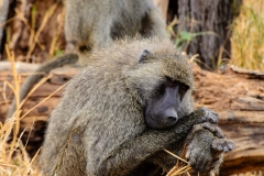 Captured in Tarangire National Park - Tanzania, Africa. Displayed in 8 x 10 Aspect Ratio. Available now in various sizes. Images idea for home office or hotels