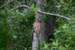 Captured in the Okefenokee Swamp Georgia, United States. Displayed in 8 x 10 Aspect Ratio
