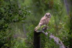 Captured in the Okefenokee Swamp Georgia, United States. Displayed in 5 x 7 Aspect Ratio. Available in various sizes. Images for home office or hotels.