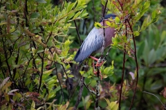Captured in the Okefenokee Swamp Georgia, United States. Displayed in 5 x 7 Aspect Ratio. Available in various sizes. Images for home office or hotels.