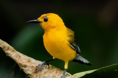 Captured in the Okefenokee Swamp Georgia, United States. Displayed in 1 x 1 Aspect Ratio. Available in various sizes. Images for home office or hotels.