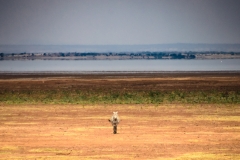 Captured near Lake Manyara, Tanzania, Africa. Displayed in 8 x 10 Aspect Ratio. Images idea for home, office or hotels.