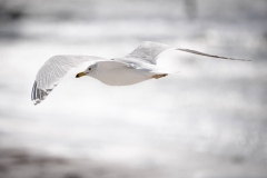 Captured near Clearwater, Florida, United States. Displayed in 4 x 6 Aspect Ratio. Available in various sizes. Images for home office or hotels.