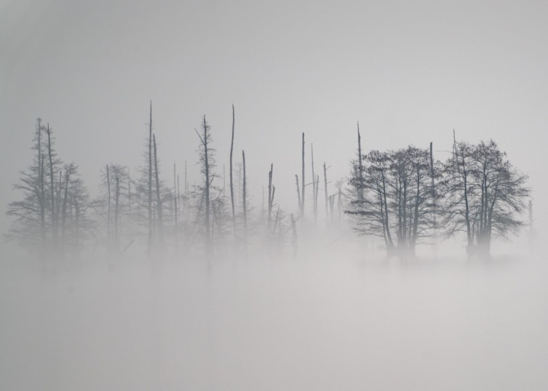 Taken Near Santee, South Carolina. Displayed in 5 x 7 Aspect Ratio. Images for home, office or hotels