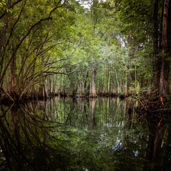 Captured in Starkey Wilderness Preserve. Displayed in 1 x 1 Aspect Ratio. Images for home, office or hotels