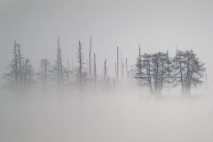 Taken Near Santee, South Carolina. Displayed in 5 x 7 Aspect Ratio. Images for home, office or hotels
