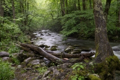 Captured along the Oconaluftee River.. Displayed in 4 x 5/8 x 10 Aspect Ratio.  Images for home, office or hotels.